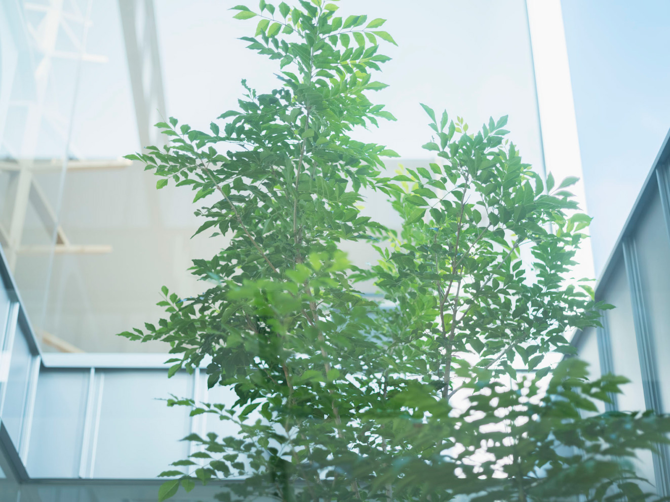 コハルニシンボルツリー